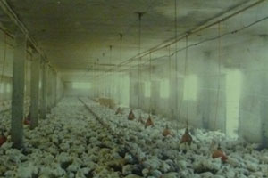 Caseta de pollos