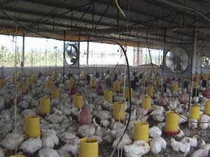 Mas Pollos Saludables