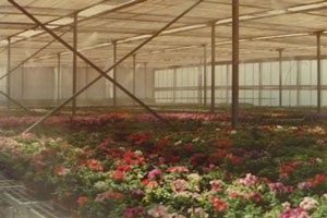 Rosas en Produccion
