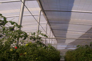 Tomates mas Produccion