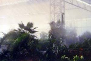 Plantas de Ornato